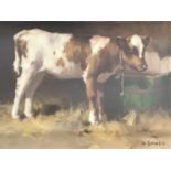 David Gauld ARSA (Scottish, 1865-1936) Sensitive study of an Ayrshire calf within the warmth of a