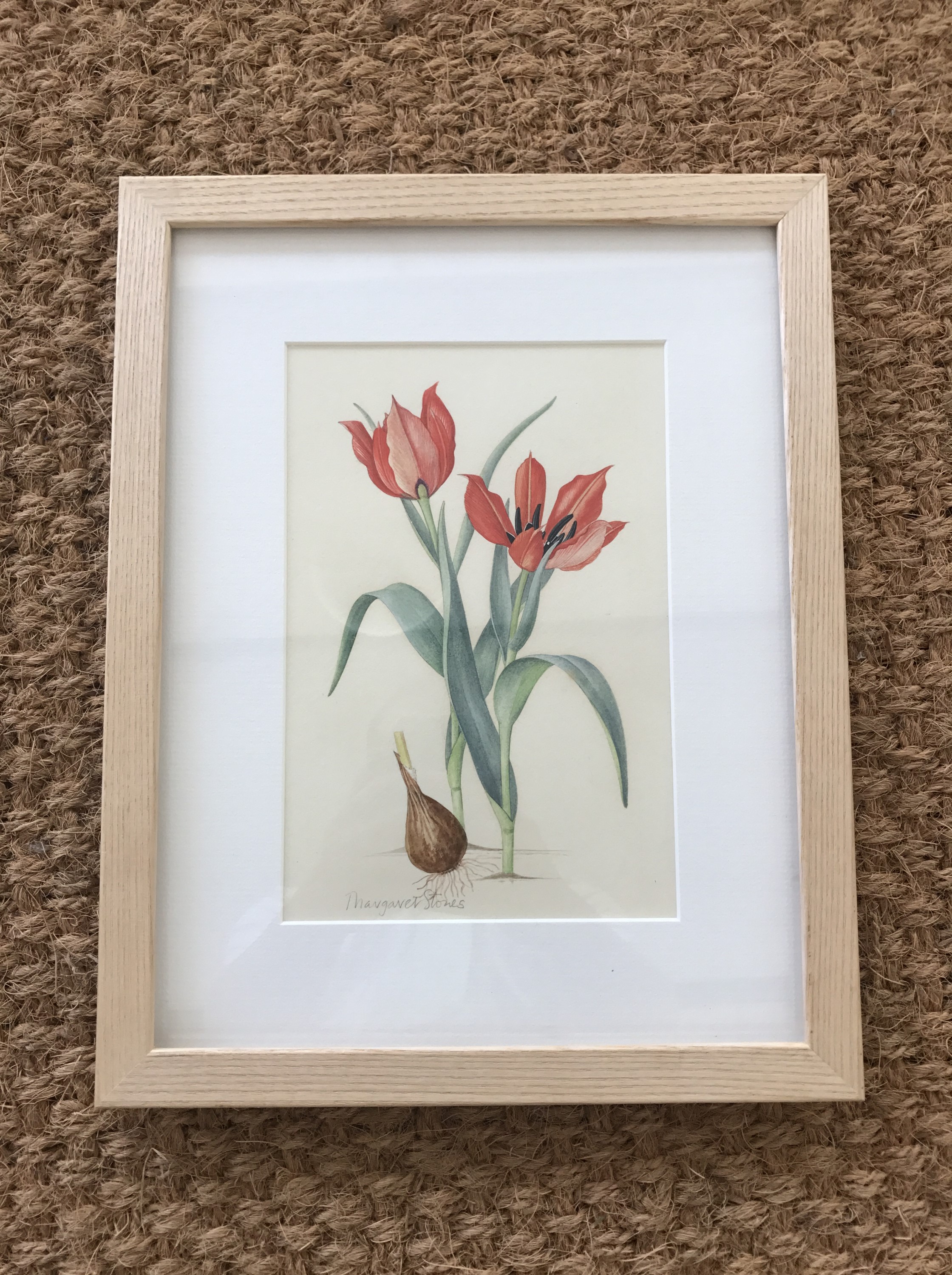Elsie Margaret Stones (known as Margaret Stones) AM MBE (Australian, b.1920) Tulipa Eicheevi, - Image 2 of 2