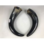 A large pair of polished cow horns