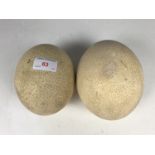 Two ostrich eggs