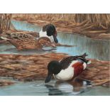 Ashley R. Boon (b.1959) Two watercolour studies of Northern Shoveler ducks, comprising an untitled