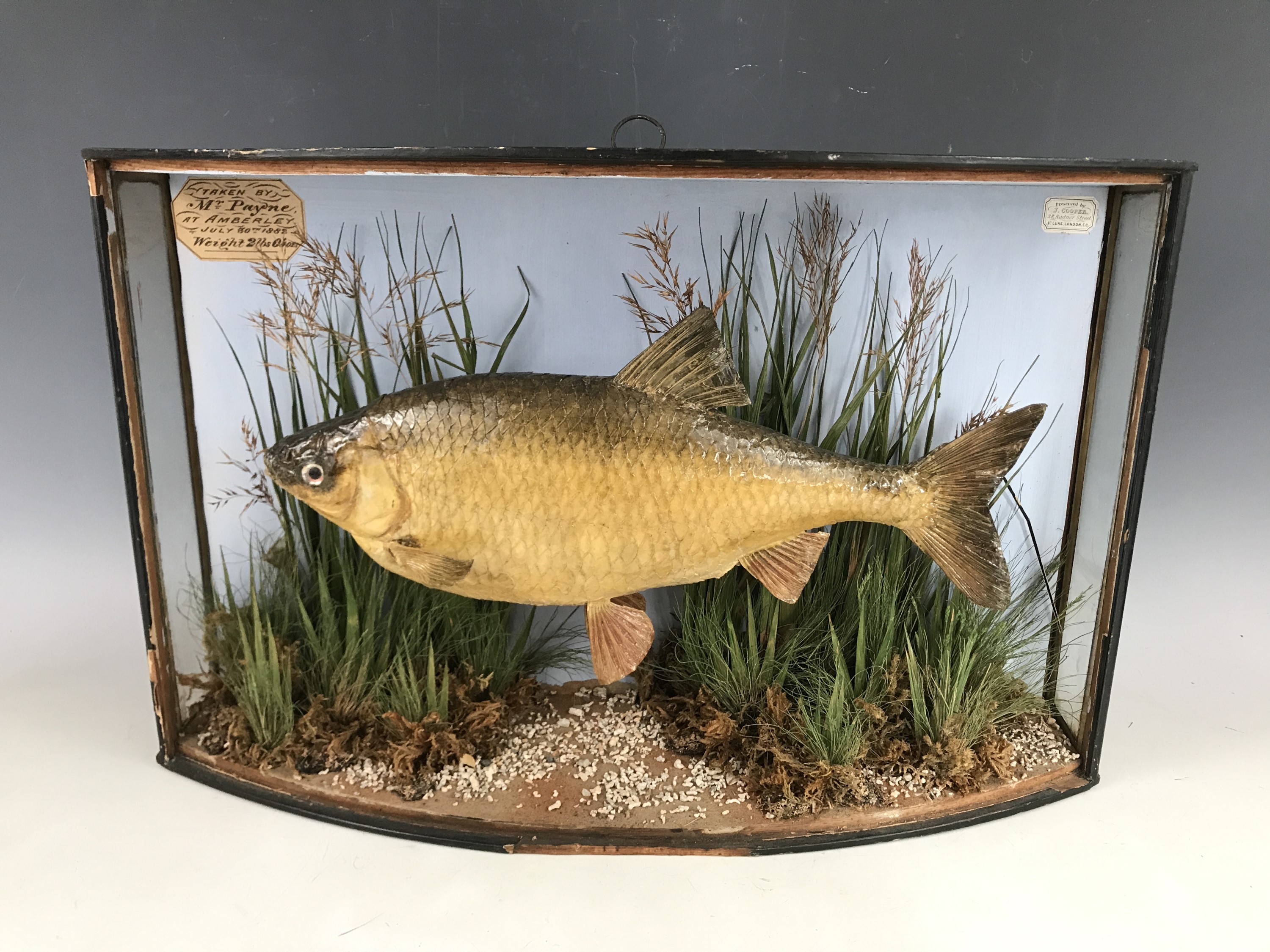 A 19th Century taxidermy fish preserved by J Cooper of 28 Radnor Street, London, bearing