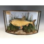 A 19th Century taxidermy fish preserved by J Cooper of 28 Radnor Street, London, bearing