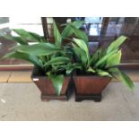 A pair of wooden planters / cachepots containing aspidistras, of tapering square section, planters
