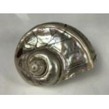 An engraved turbo marmoratus shell by Charles H Wood, commemorating the Duke of Wellington, and
