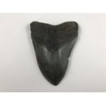 A fossilised Carcharodon Megalodon tooth, 10 cm