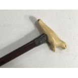 A late 19th Century hardwood walking cane with carved ivory handle in the form of a seal, having a