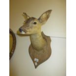 Taxidermy mounted deer's head