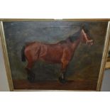 Early 20th Century oil on canvas, portrait of a horse, unsigned,