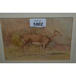 Watercolour, study of a spotted deer, small etching,