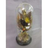 19th Century taxidermy display of two exotic birds beneath a glass dome