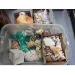 Extensive collection of seashells including a large conch shell