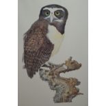 Patrick Connolly, signed Limited Edition colour print of a spectacled owl, No.