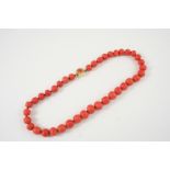 A SINGLE ROW GRADUATED CORAL BEAD NECKLACE the thirty nine beads graduated to a gold clasp,