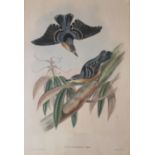 JOHN GOULD (1804-1881) SITTA FORMOSA (BEAUTIFUL NUTHATCH) Lithograph with hand colouring by Gould