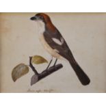 ENGLISH SCHOOL (?), 19th CENTURY LANIUS RUFUS (RUFUS-BACKED SHRIKE) Signed indistinctly, inscribed