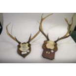 MOUNTED ANTLERS two sets of antlers, each mounted on a wooden shield. One with a plaque for the