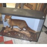 LARGE CASED FOX - HEADS N TAILS a large Fox mounted on a tree branch, and in a large wooden and