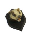 ROWLAND WARD - BADGER a Badger's head mounted on an oak shield. Carved on the back RW (for Rowland