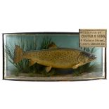 CASED FISH 1923 - COOPER & SONS, IRISH INTEREST a large cased Trout in a naturalistic background,