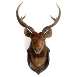 LARGE STAG HEAD - ROWLAND WARD a large Stag's head mounted on an oak shield, with a plaque which