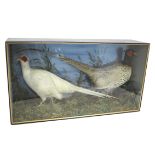 CASED PHEASANTS - GRANT & SON, DEVIZES a pair of White Pheasants in a naturalistic background, and