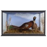 CASED PHEASANTS two Pheasants mounted in a naturalistic background, and with a painted landscape