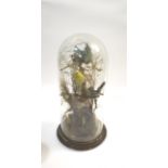CASED BIRDS & GLASS DOME a variety of Birds including exotic examples, mounted on a wooden plinth