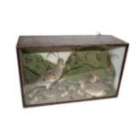 CASED TAXIDERMY - GREY PARTRIDGES a glazed wooden case containing 2 Grey Partridge's and various