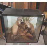 CASED PINE MARTENS two Pine Martins, mounted in a naturalistic background and in a wooden and glazed
