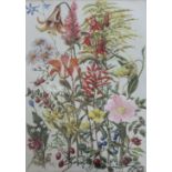 ALICIA MARGARET TYSSEN AMHERST, LADY ROCKLEY (1865-1941) BOTANICAL STUDIES Seven, each initialled