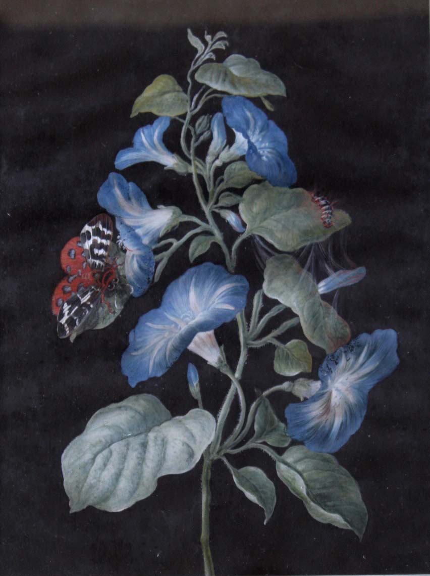 BARBARA REGINA DIETZSCH (1706-1783) CONVOLVULUS AND TIGER MOTH; PHLOX AND BUTTERFLY A pair,