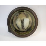CASED TEAL DUCKS a pair of Teal Ducks, mounted in a round oak and glazed case. Case 46cms diameter