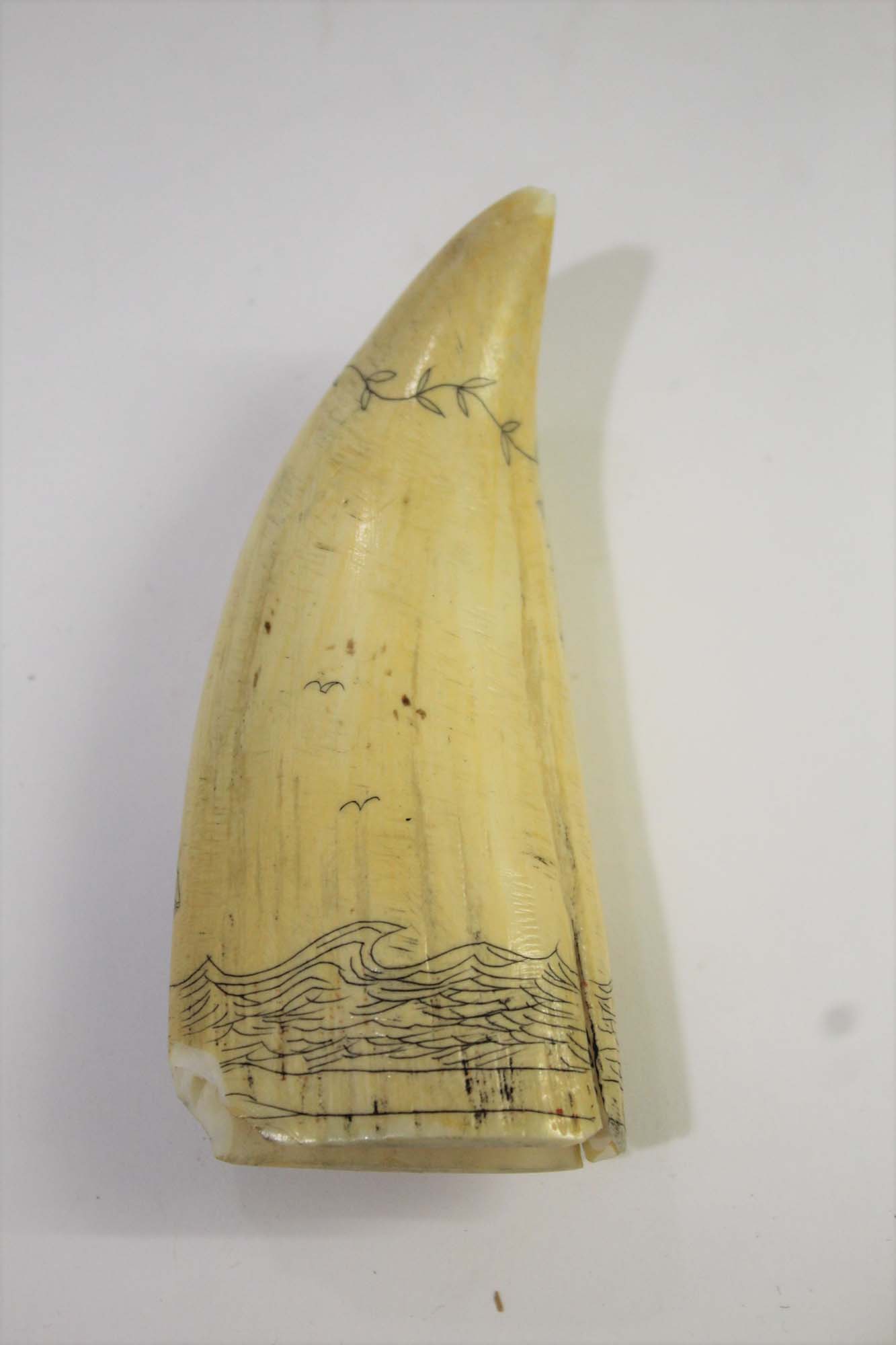 19THC SCRIMSHAW a Whale's tooth carved with a Ship on water and titled Swift on one side, the - Image 2 of 2