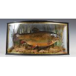 A mid 20th century stuffed and mounted brown trout in naturalistic convex verre eglomise display