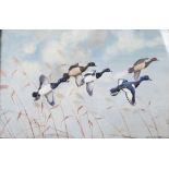 AR Ralston Gudgeon RSW (1910-1984) Tufted ducks taking flight watercolour, signed lower right 29cm x