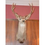A taxidermy stags head, eight point antlers, glass inlaid eyes.