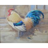 AR Ralston Gudgeon RSW (1910-1984) Cockerel watercolour, signed lower right 39.5cm x 50cm