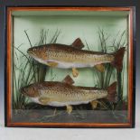 Two stuffed and mounted Trout in naturalistic glazed display case, late 19th/ early 20th century