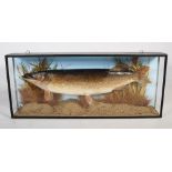 A late 19th/early 20th century taxidermy model of a Pike in ebonised display case, 112cm wide x 47cm