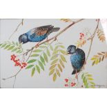 AR Ralston Gudgeon RSW (1910-1984) Starlings on Rowan watercolour, signed lower right and