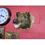 Taxidermy - Mounted Boars head