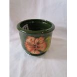 Hibiscus Walter Moorcroft planter