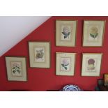 6 botanical prints in gilt frames