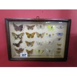 Cased butterflies