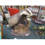 Taxidermy - Badger