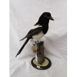 Taxidermy - Magpie