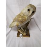 Taxidermy - Mounted Owl