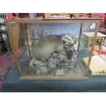 Taxidermy - Large cased Badger by Aaron Franklin, Birmingham - Label verso