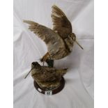 Taxidermy - Pair of Snipes